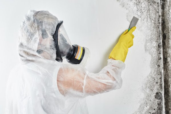 Mold Removal Remediation Services Mold Removal Remediation Services